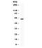 Transcription Factor 7 Like 1 antibody, R32325, NSJ Bioreagents, Western Blot image 