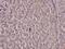 Hepatocyte Nuclear Factor 4 Alpha antibody, PA5-36857, Invitrogen Antibodies, Immunohistochemistry frozen image 