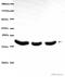 Actin Alpha 1, Skeletal Muscle antibody, ab28052, Abcam, Western Blot image 