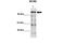 DNA replication licensing factor MCM2 antibody, 28-535, ProSci, Western Blot image 