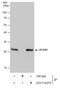 Enoyl-CoA Hydratase, Short Chain 1 antibody, GTX114375, GeneTex, Immunoprecipitation image 