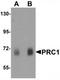 Protein Regulator Of Cytokinesis 1 antibody, TA319766, Origene, Western Blot image 