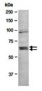 Heat Shock Protein 90 Alpha Family Class A Member 1 antibody, orb67081, Biorbyt, Western Blot image 