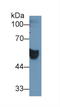 Carcinoembryonic Antigen Related Cell Adhesion Molecule 1 antibody, LS-C303833, Lifespan Biosciences, Western Blot image 