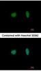 Minichromosome Maintenance Complex Component 4 antibody, NBP1-33105, Novus Biologicals, Immunofluorescence image 