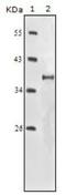 Insulin Like Growth Factor 1 antibody, NBP1-51536, Novus Biologicals, Western Blot image 