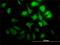 Cyclin G2 antibody, H00000901-M01, Novus Biologicals, Immunocytochemistry image 