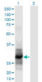 Interleukin 12A antibody, LS-C197523, Lifespan Biosciences, Western Blot image 