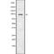 Ubiquitin Specific Peptidase 16 antibody, abx219271, Abbexa, Western Blot image 