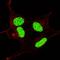 Lin-28 Homolog A antibody, LS-C163637, Lifespan Biosciences, Immunofluorescence image 