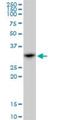 Survival Motor Neuron Domain Containing 1 antibody, H00010285-B01P, Novus Biologicals, Western Blot image 