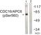 Cell Division Cycle 16 antibody, PA5-38568, Invitrogen Antibodies, Western Blot image 