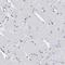 Cilia And Flagella Associated Protein 298 antibody, HPA018453, Atlas Antibodies, Immunohistochemistry paraffin image 