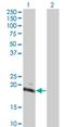 Heart- and neural crest derivatives-expressed protein 2 antibody, H00009464-M05, Novus Biologicals, Western Blot image 