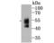 WASP Like Actin Nucleation Promoting Factor antibody, NBP2-75599, Novus Biologicals, Western Blot image 
