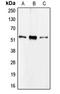 Cell Division Cycle 20 antibody, LS-C351956, Lifespan Biosciences, Western Blot image 