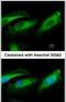 Ring Finger And CHY Zinc Finger Domain Containing 1 antibody, PA5-30963, Invitrogen Antibodies, Immunofluorescence image 