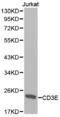 CD3 antibody, abx001457, Abbexa, Western Blot image 