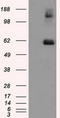 Lipase G, Endothelial Type antibody, TA501040, Origene, Western Blot image 