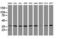 Apurinic/Apyrimidinic Endodeoxyribonuclease 1 antibody, LS-C175245, Lifespan Biosciences, Western Blot image 