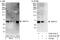 Variable charge Y chromosome 2-interacting protein 1 antibody, A302-815A, Bethyl Labs, Western Blot image 