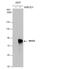 Nuclear Receptor Subfamily 1 Group D Member 1 antibody, NBP2-19574, Novus Biologicals, Western Blot image 