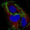 Cadherin 1 antibody, NBP2-34475, Novus Biologicals, Immunocytochemistry image 