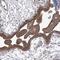 Cytoplasmic Polyadenylation Element Binding Protein 4 antibody, PA5-58371, Invitrogen Antibodies, Immunohistochemistry frozen image 