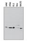 NFKB Inhibitor Alpha antibody, NB100-56507, Novus Biologicals, Western Blot image 