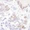 p53 antibody, IHC-00010, Bethyl Labs, Immunohistochemistry frozen image 