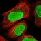 General Transcription Factor IIE Subunit 2 antibody, HPA025065, Atlas Antibodies, Immunofluorescence image 