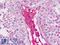 Apolipoprotein A2 antibody, LS-B8933, Lifespan Biosciences, Immunohistochemistry paraffin image 