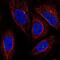 Centrosomal Protein 19 antibody, NBP2-58856, Novus Biologicals, Immunofluorescence image 