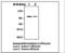 Mitogen-Activated Protein Kinase Kinase Kinase Kinase 1 antibody, LS-B6261, Lifespan Biosciences, Western Blot image 