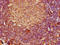 Fc Fragment Of IgE Receptor II antibody, LS-C370382, Lifespan Biosciences, Immunohistochemistry paraffin image 