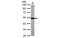 alpha-Tubulin antibody, MBS835395, MyBioSource, Western Blot image 