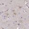 Solute Carrier Family 6 Member 17 antibody, NBP1-86494, Novus Biologicals, Immunohistochemistry frozen image 