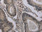 Histone Cluster 1 H2A Family Member H antibody, CSB-PA136772, Cusabio, Immunohistochemistry frozen image 