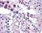 Frizzled Class Receptor 9 antibody, MBS420499, MyBioSource, Immunohistochemistry paraffin image 