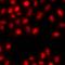 Zinc Finger Protein 264 antibody, orb412590, Biorbyt, Immunofluorescence image 