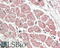 POU Class 3 Homeobox 1 antibody, 42-897, ProSci, Western Blot image 