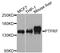 Protein Tyrosine Phosphatase Receptor Type F antibody, abx006780, Abbexa, Western Blot image 