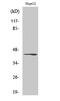 Ras Related GTP Binding C antibody, GTX34181, GeneTex, Western Blot image 