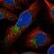 Mitochondrial Ribosomal Protein S15 antibody, PA5-55768, Invitrogen Antibodies, Immunofluorescence image 