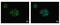 Hypoxia Inducible Factor 1 Subunit Alpha Inhibitor antibody, GTX116251, GeneTex, Immunocytochemistry image 