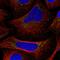 DNA Damage Regulated Autophagy Modulator 2 antibody, HPA061701, Atlas Antibodies, Immunofluorescence image 