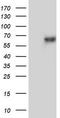 Zinc Finger Protein 34 antibody, TA803582S, Origene, Western Blot image 