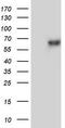 Zinc Finger Protein 34 antibody, TA803582S, Origene, Western Blot image 