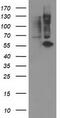 Protein Phosphatase, Mg2+/Mn2+ Dependent 1B antibody, LS-C172918, Lifespan Biosciences, Western Blot image 