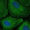 Codanin 1 antibody, PA5-59299, Invitrogen Antibodies, Immunofluorescence image 